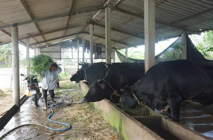Nhà Xe Quảng Ninh Bến Trâu Bò Sữa
