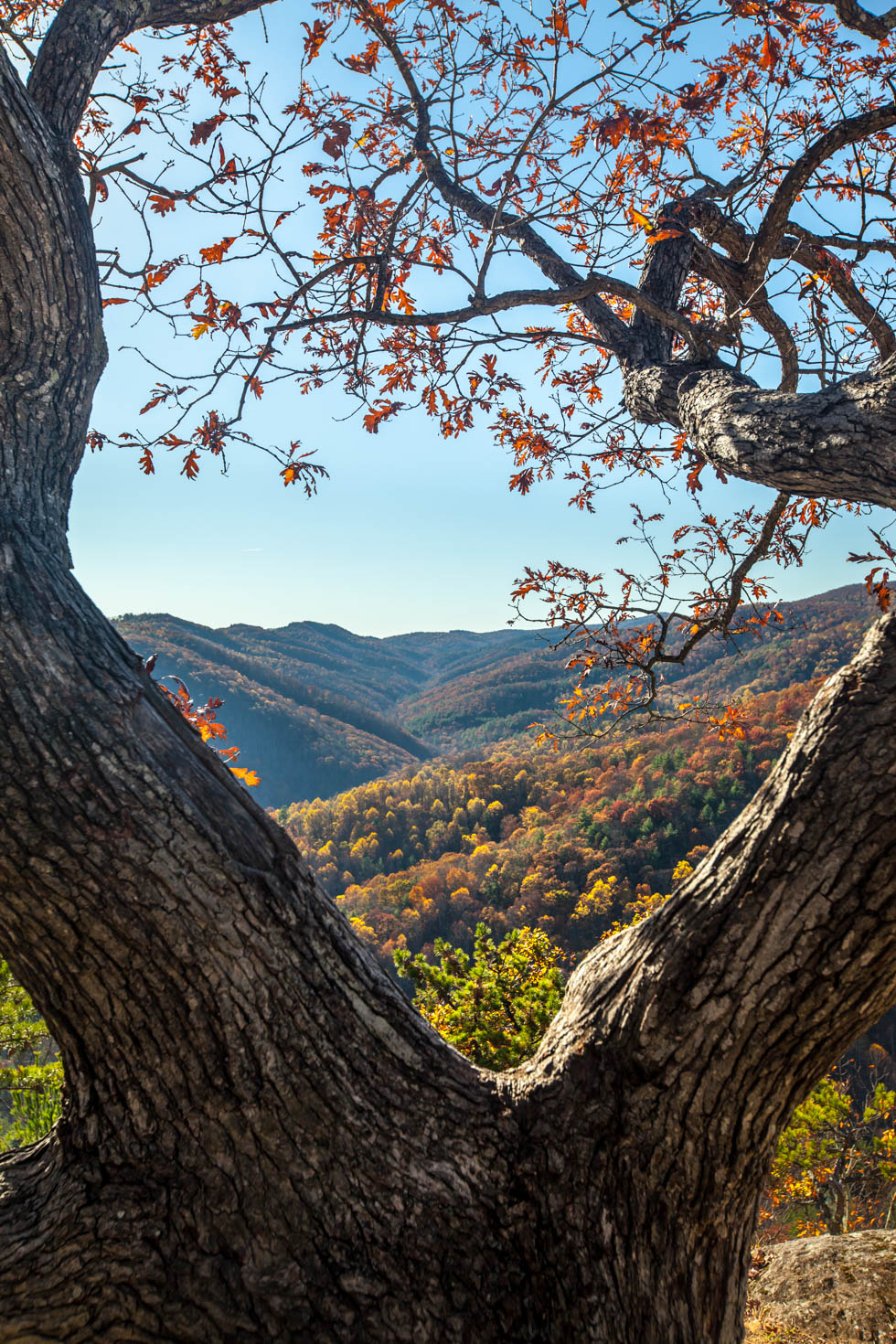Skyline Drive, Shenandoah National Park, Blue Ridge Mountains, Virginia #vezzaniphotography