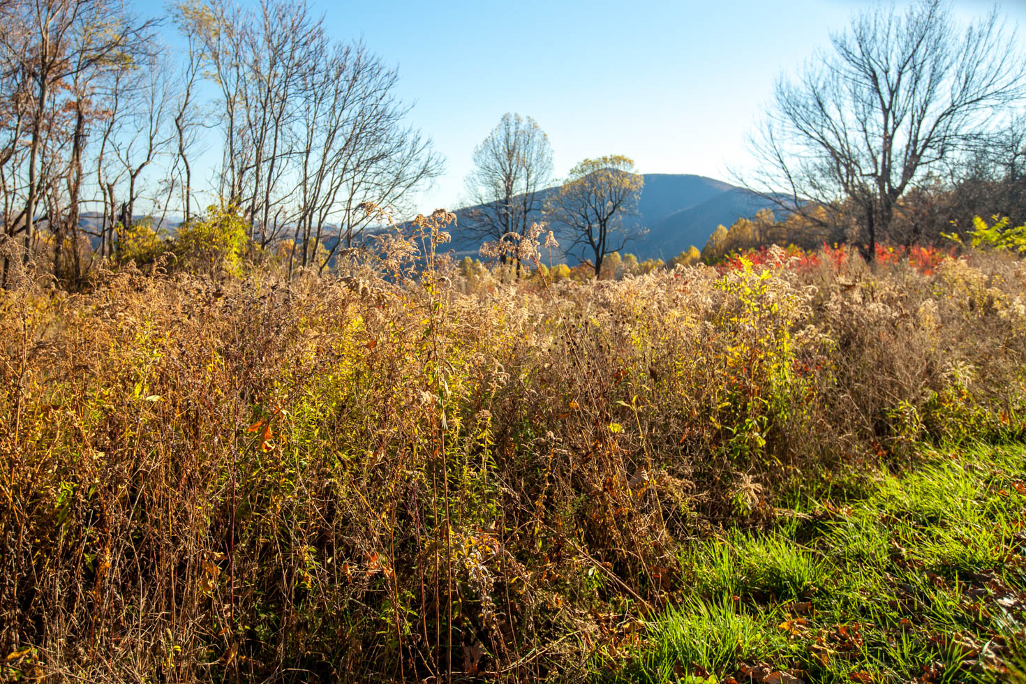 Skyline Drive, Shenandoah National Park, Blue Ridge Mountains, Virginia #vezzaniphotography