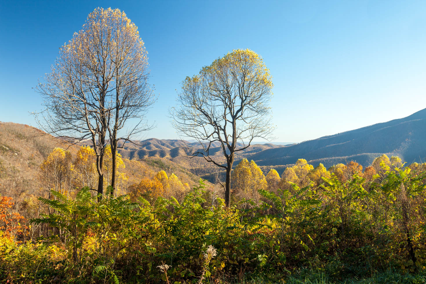 Skyline Drive, Shenandoah National Park, Blue Ridge Mountains, Virginia #vezzaniphotography