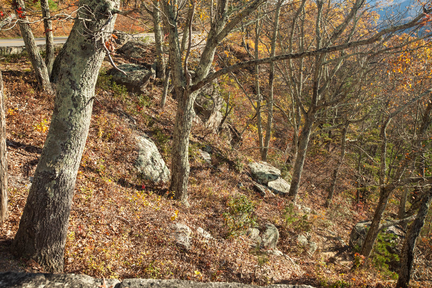 Skyline Drive, Shenandoah National Park, Blue Ridge Mountains, Virginia #vezzaniphotography