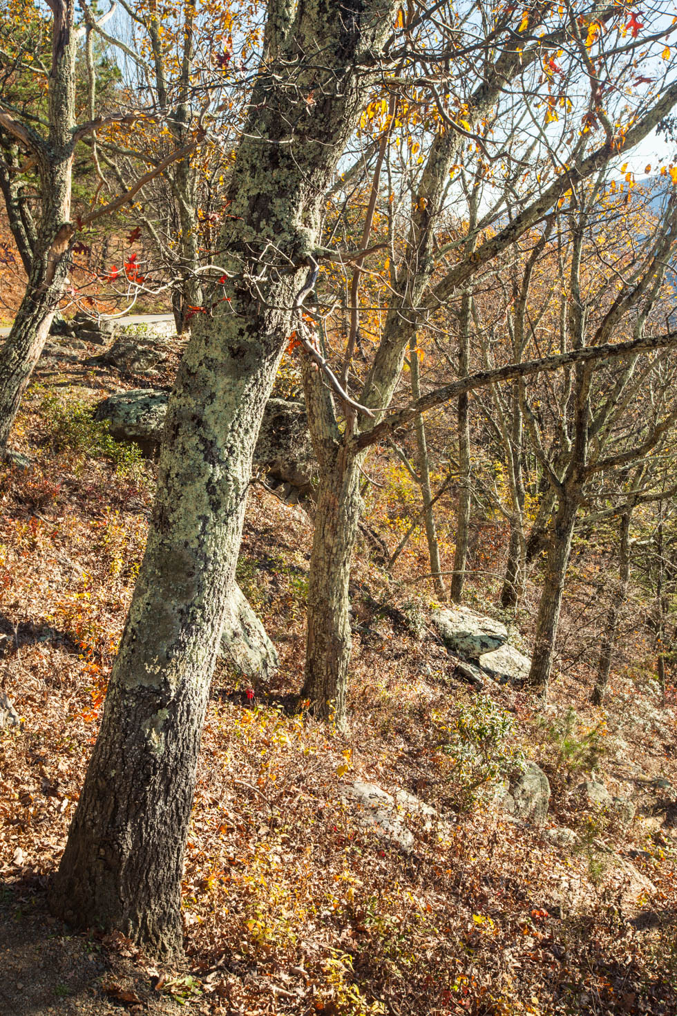Looking for Mile Marker 13, Shenandoah National Park, Blue Ridge Mountains, Virginia #vezzaniphotography