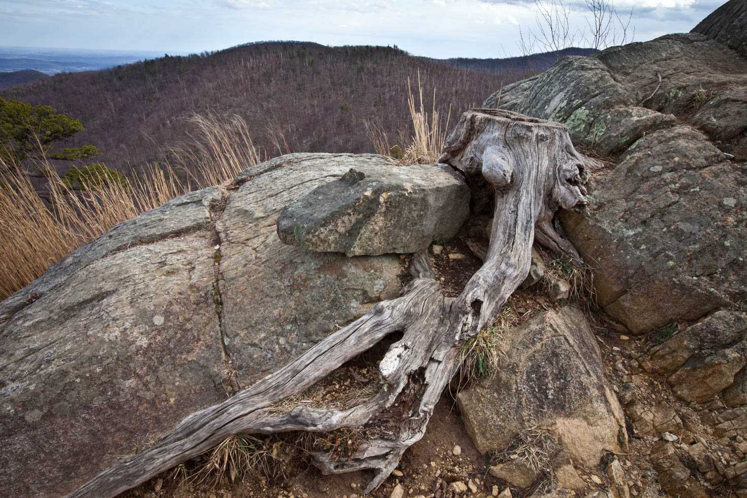 Skyline Drive, Shenandoah National Park, Blue Ridge Mountains, Virginia #vezzaniphotography
