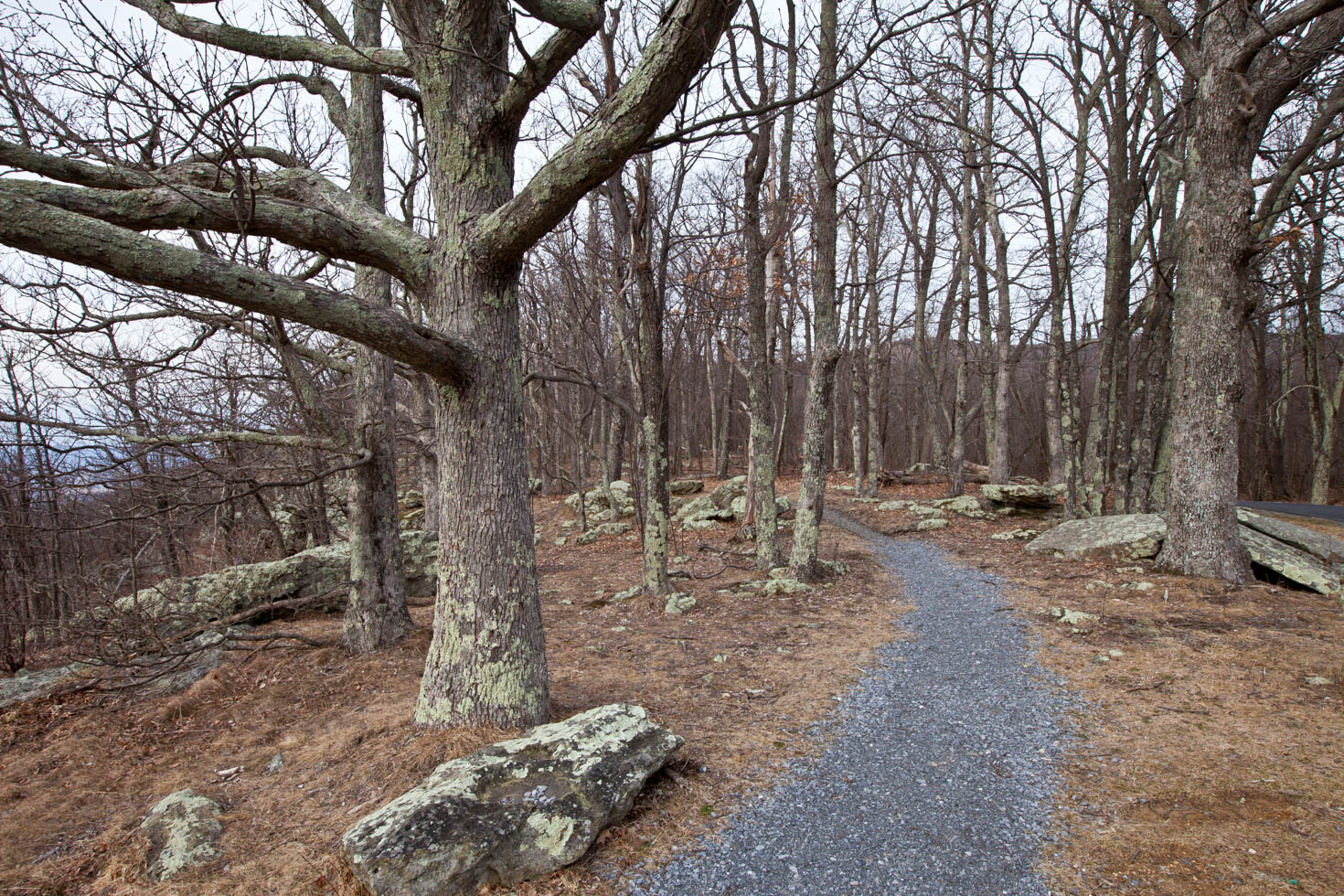 Skyline Drive, Shenandoah National Park, Blue Ridge Mountains, Virginia #vezzaniphotography