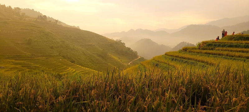 Ruộng bậc thang, Mù Cang Chải - Yên Bái