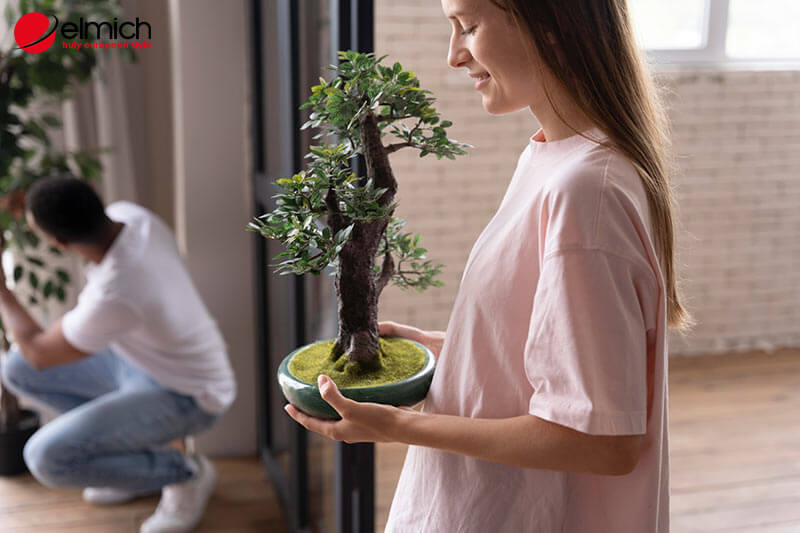 Hình 8: Hãy chọn những loại cây cảnh hợp mệnh Mộc