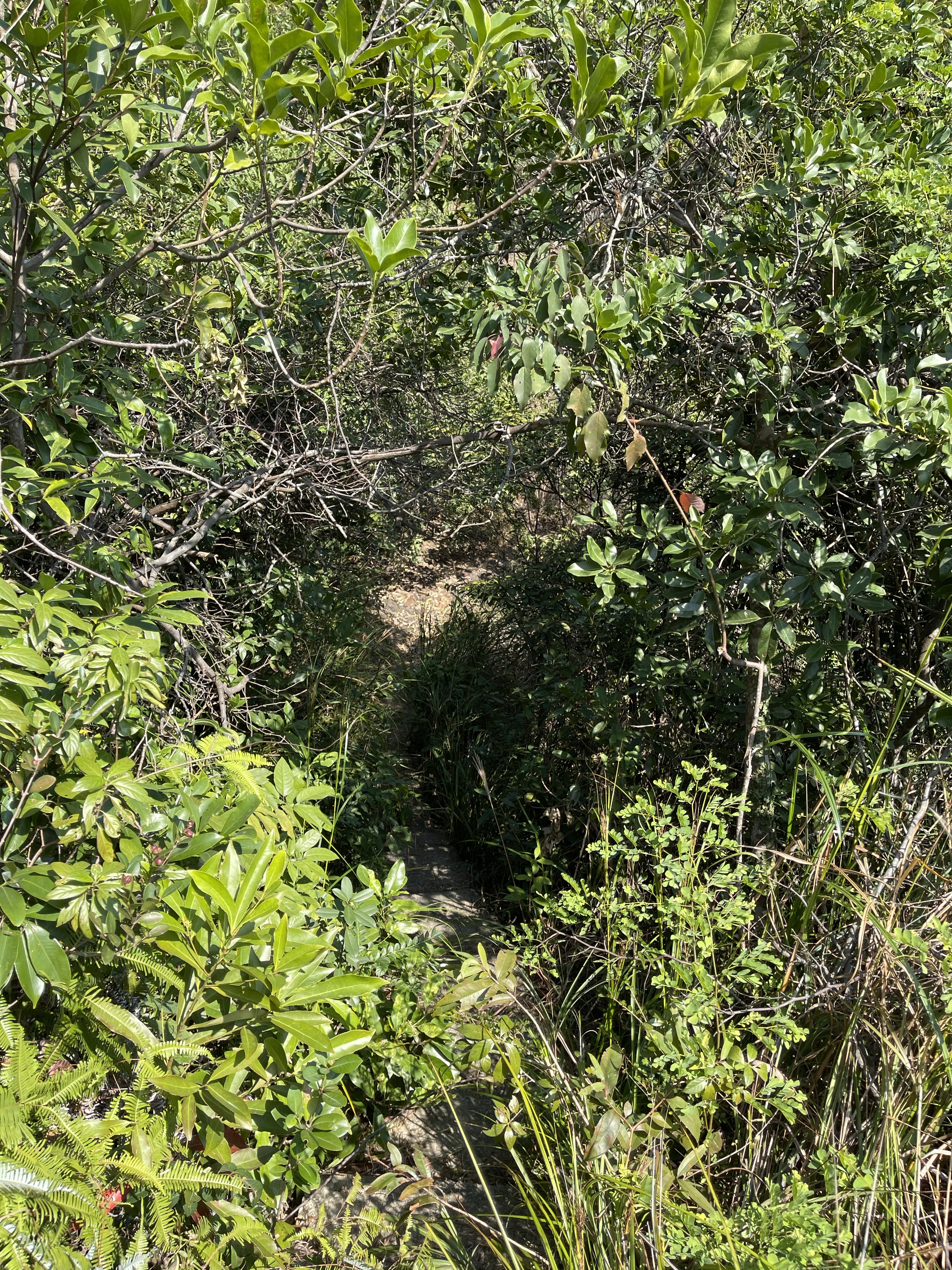 Hong Kong Hiking Lover
