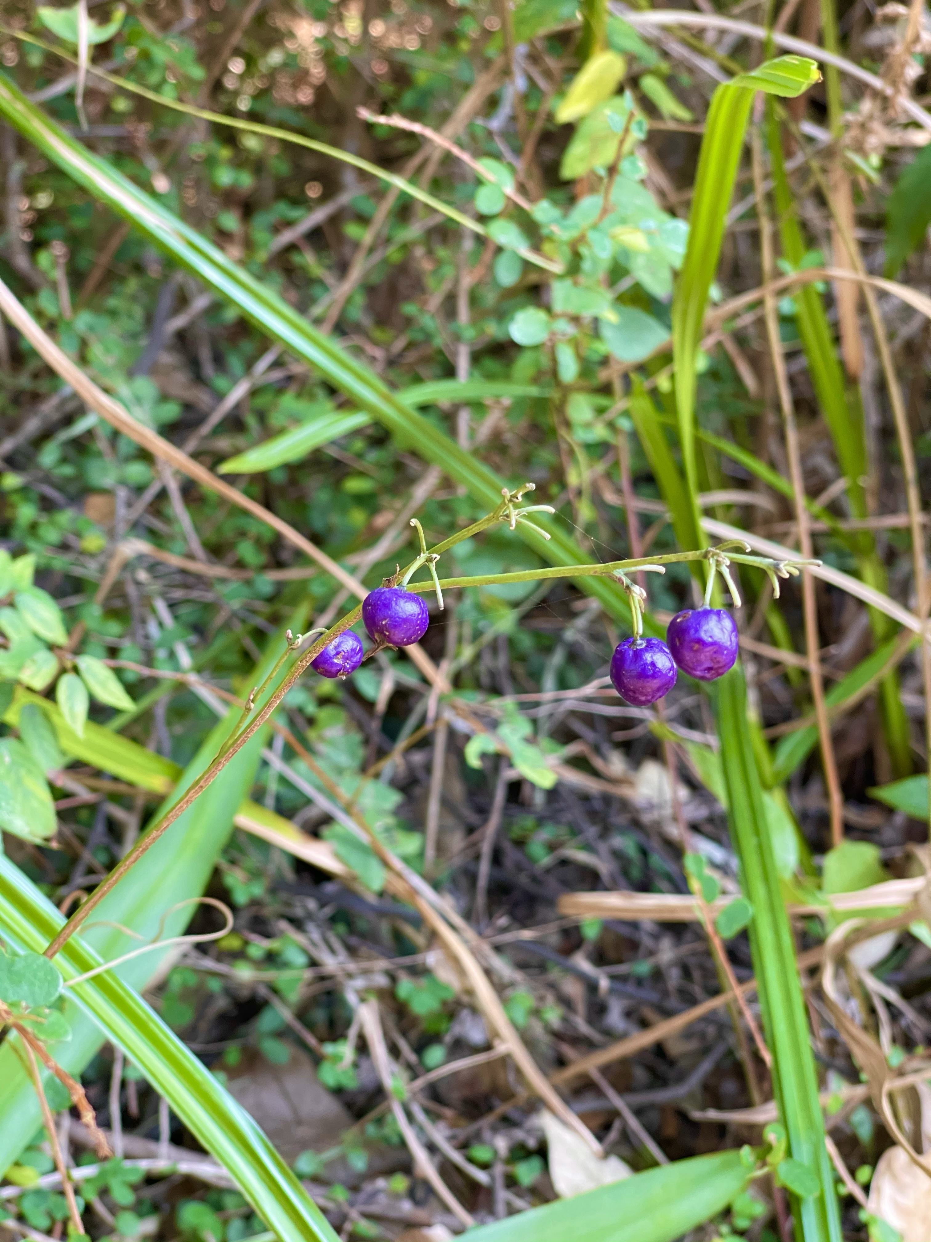 Hong Kong Hiking Lover