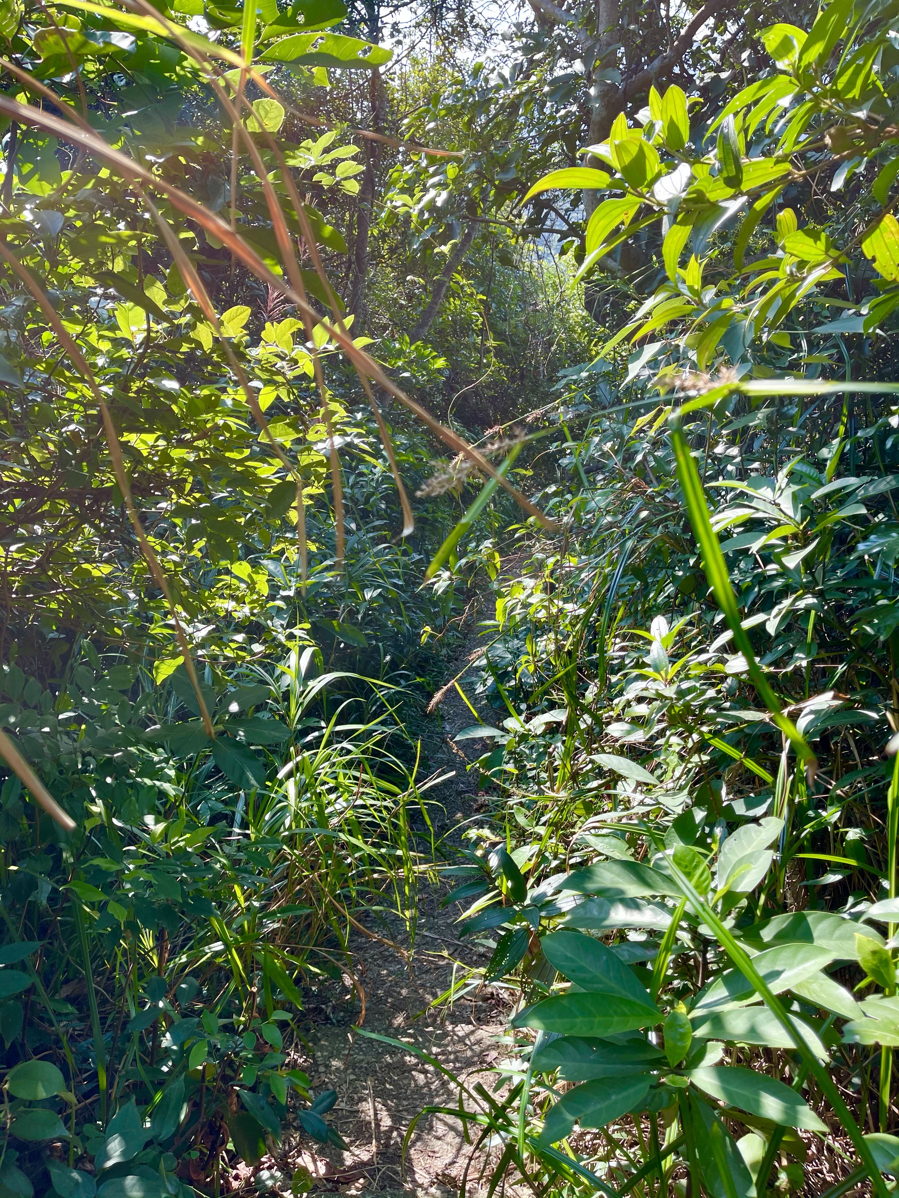 Hong Kong Hiking Lover