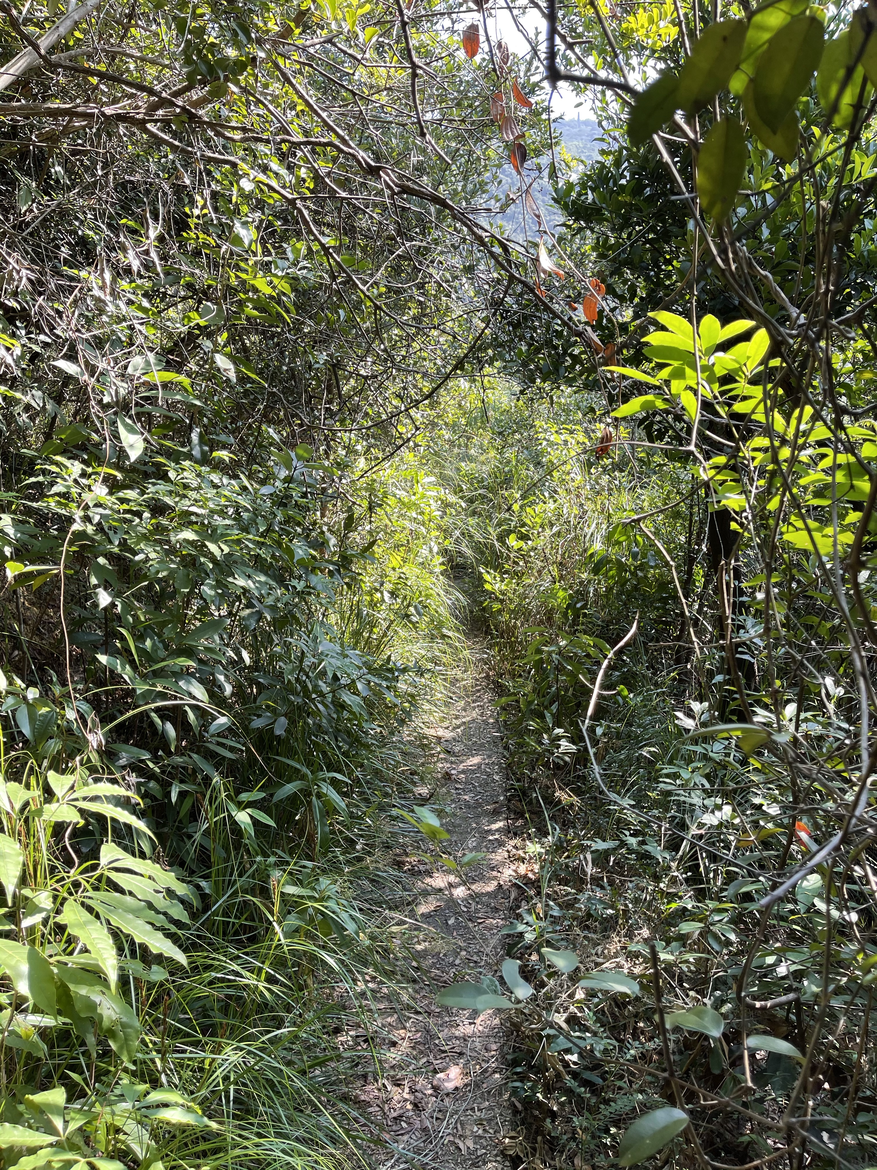 Hong Kong Hiking Lover