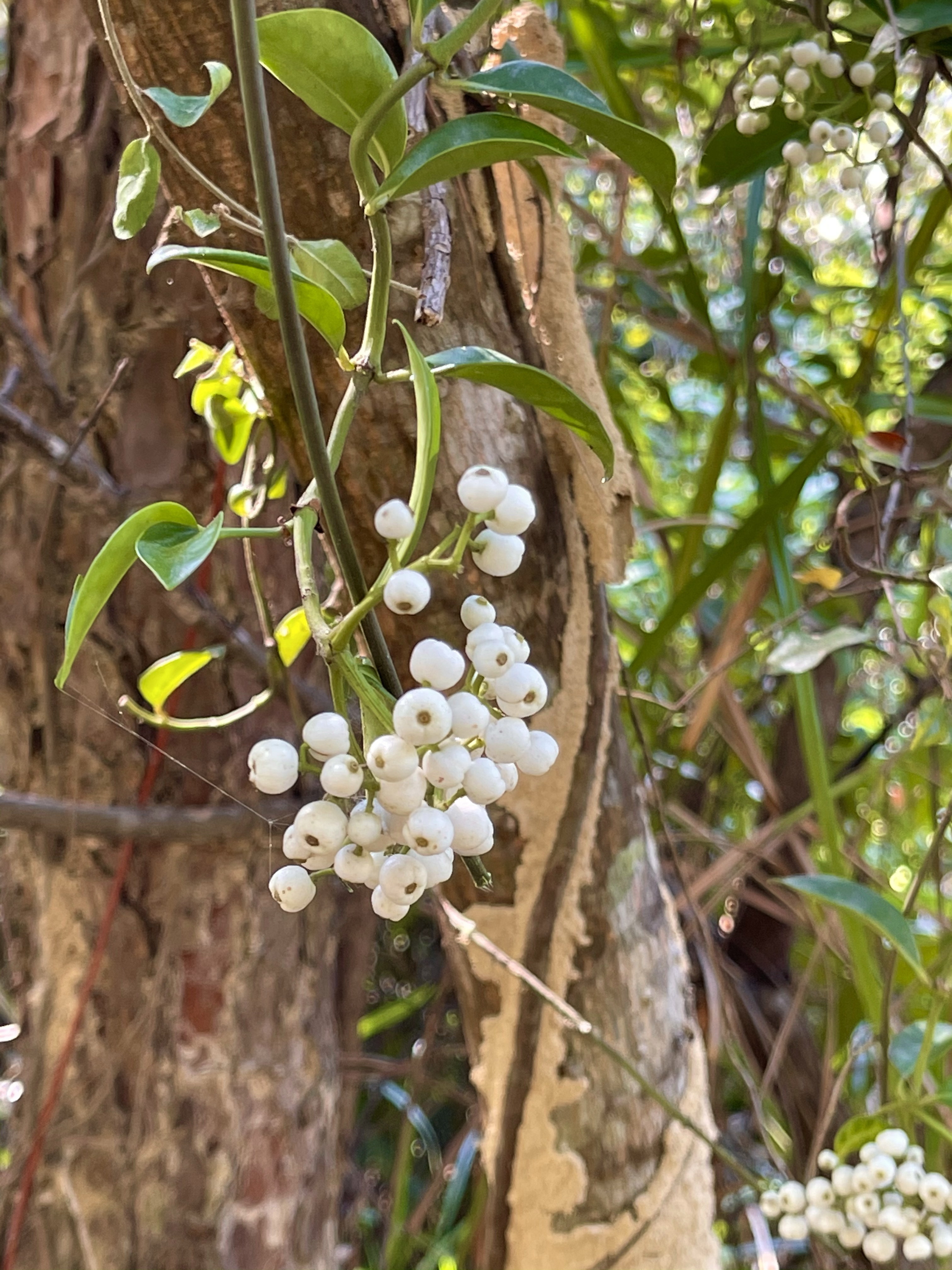 Hong Kong Hiking Lover